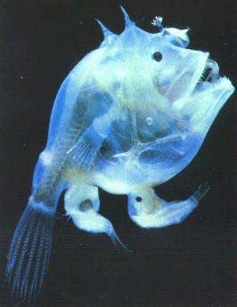 especies abisales