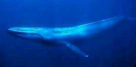 Ballena azul