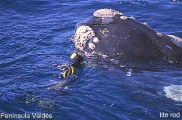 ballena franca austral