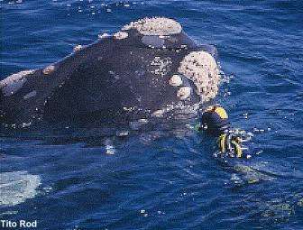 ballena franca austral