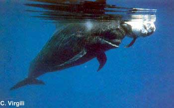 ballena piloto