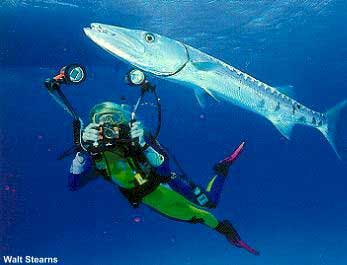 barracuda