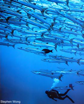 barracudas
