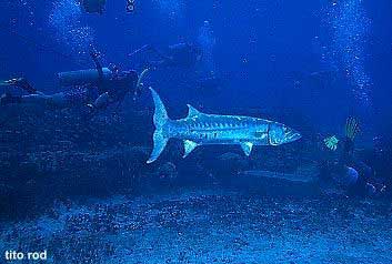 barracuda