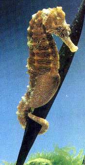 caballito de mar