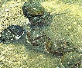 cangrejos bayoneta