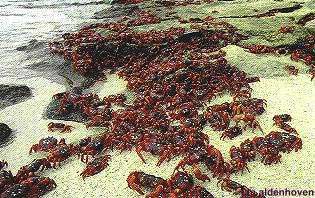 cangrejos rojos