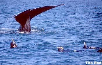 Ballena