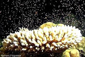 Coral