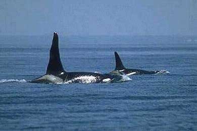 orcas