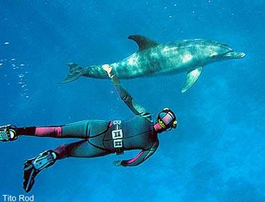 Nadando con delfines