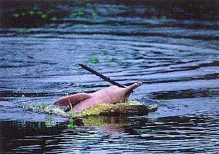 delfín del Amazonas.