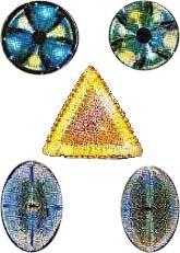 diatomeas