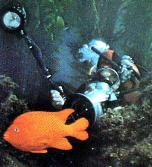 garibaldi