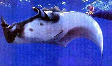 mantarraya