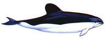 marsopa
