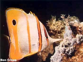 pez mariposa
