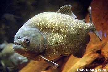 piraña