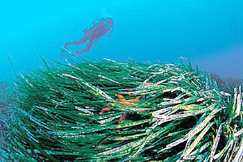 Alga posidonia