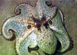 pulpo