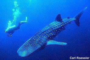 tiburón ballena
