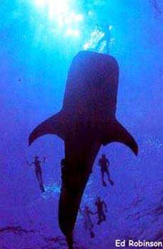 tiburón ballena
