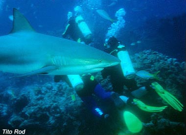 Buceando con tiburones