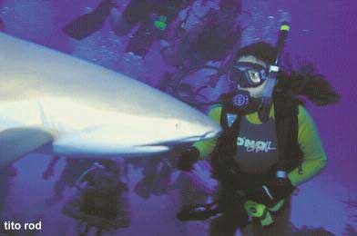 tiburón