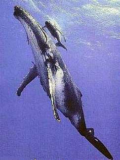 yubarta o ballena cantora