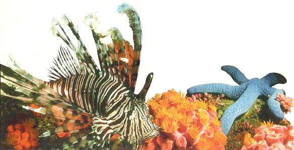 Biodiversidad marina