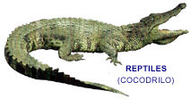 Cocodrilo