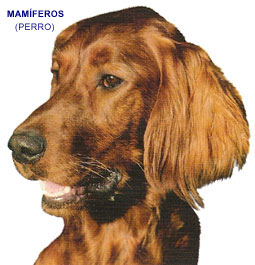 Perro