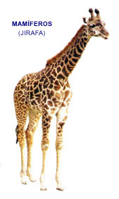 Jirafa