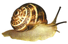 Moluscos