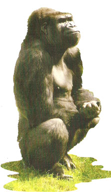 Vertebrados