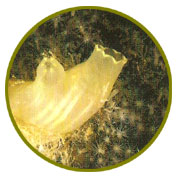 Urocordados