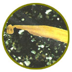 Hemicordados