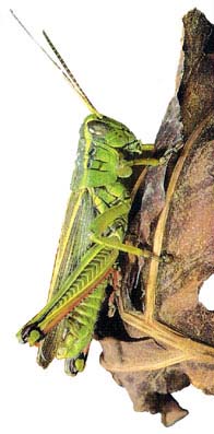 Artrópodos