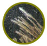Hidrozoos