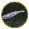 Cefalópodos