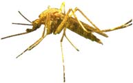 Insectos