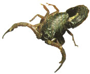 Arácnidos