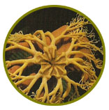 Concentricicloideos