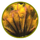 Crinoideos