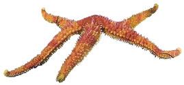 Esteleroideos