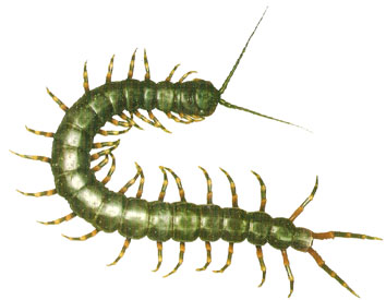 Ciempiés