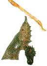 Crisálida (Pupa)