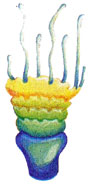 Medusas apiladas