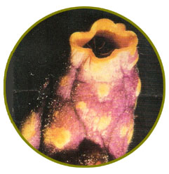 Urocordados o tunicados