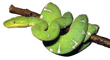 Reptiles (Serpiente)